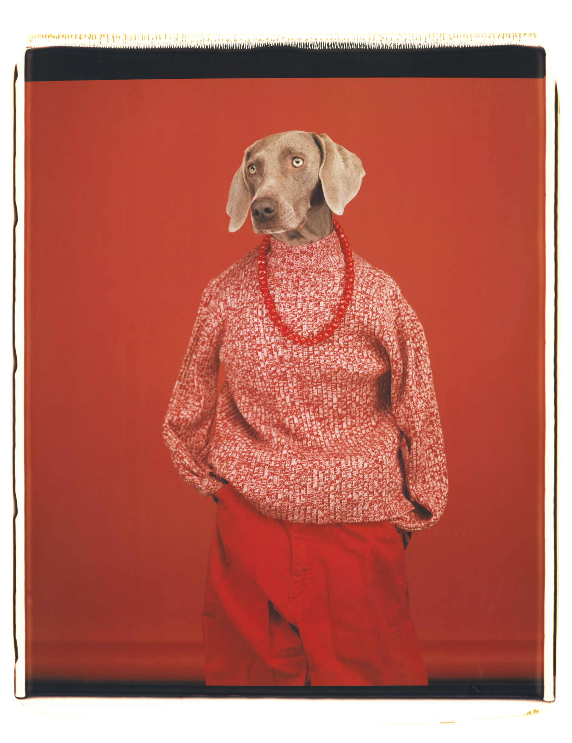 William Wegman